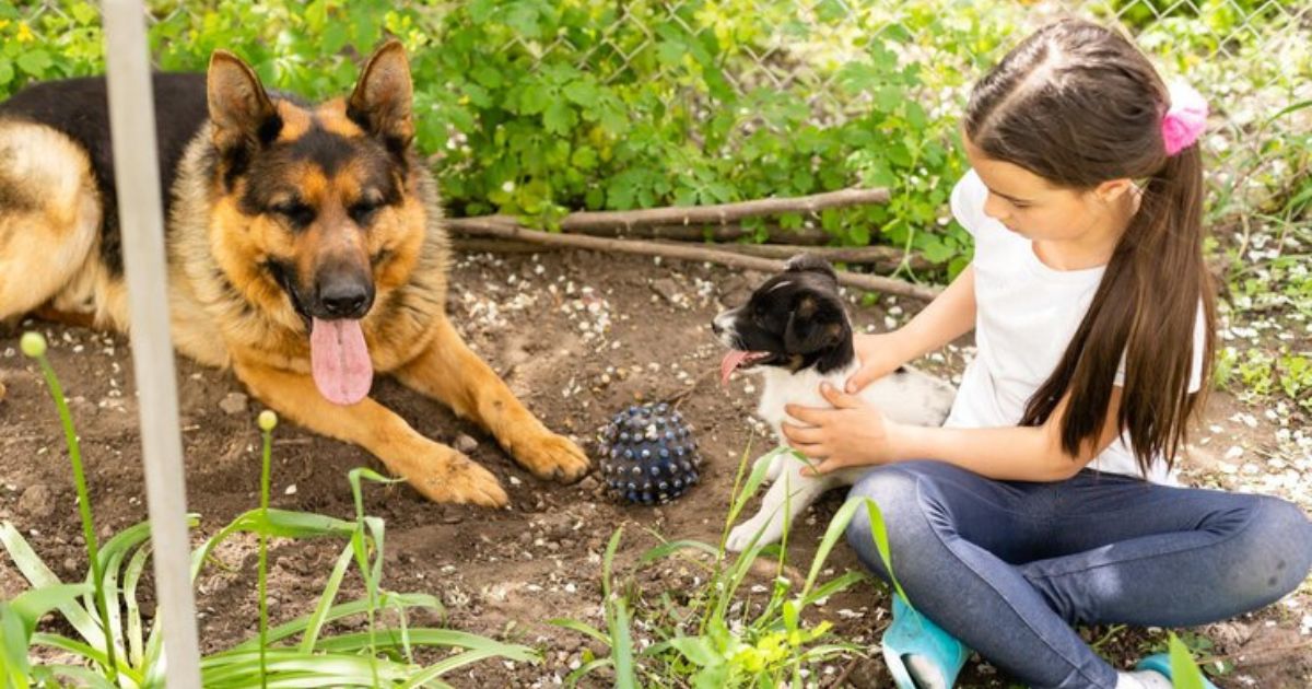 German Shepherd Games