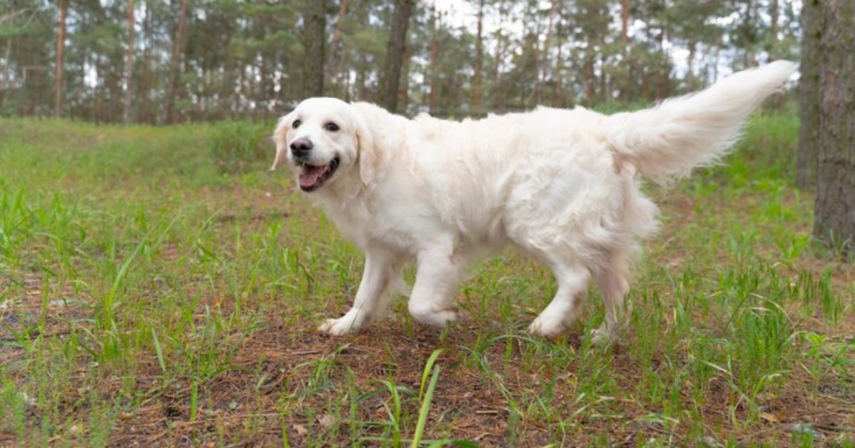 Labrador Lifespan