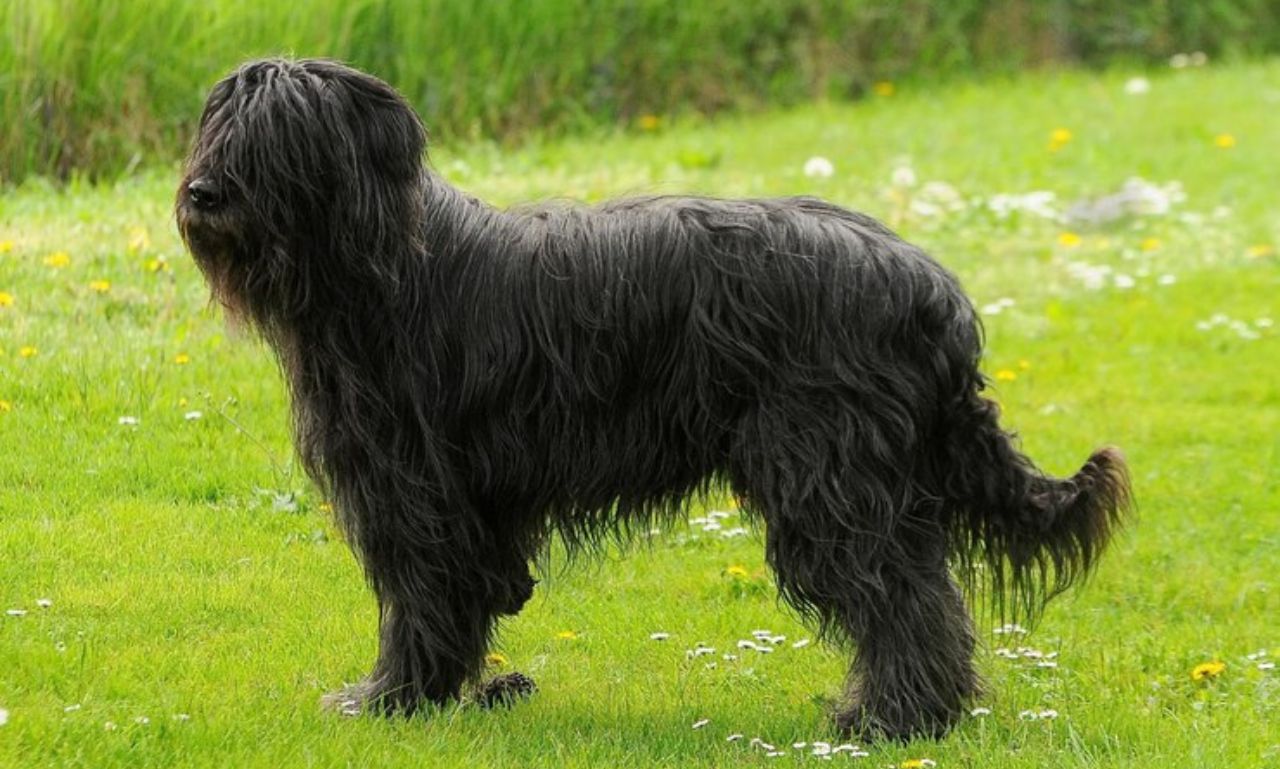 Shaggy Dog Breeds Information