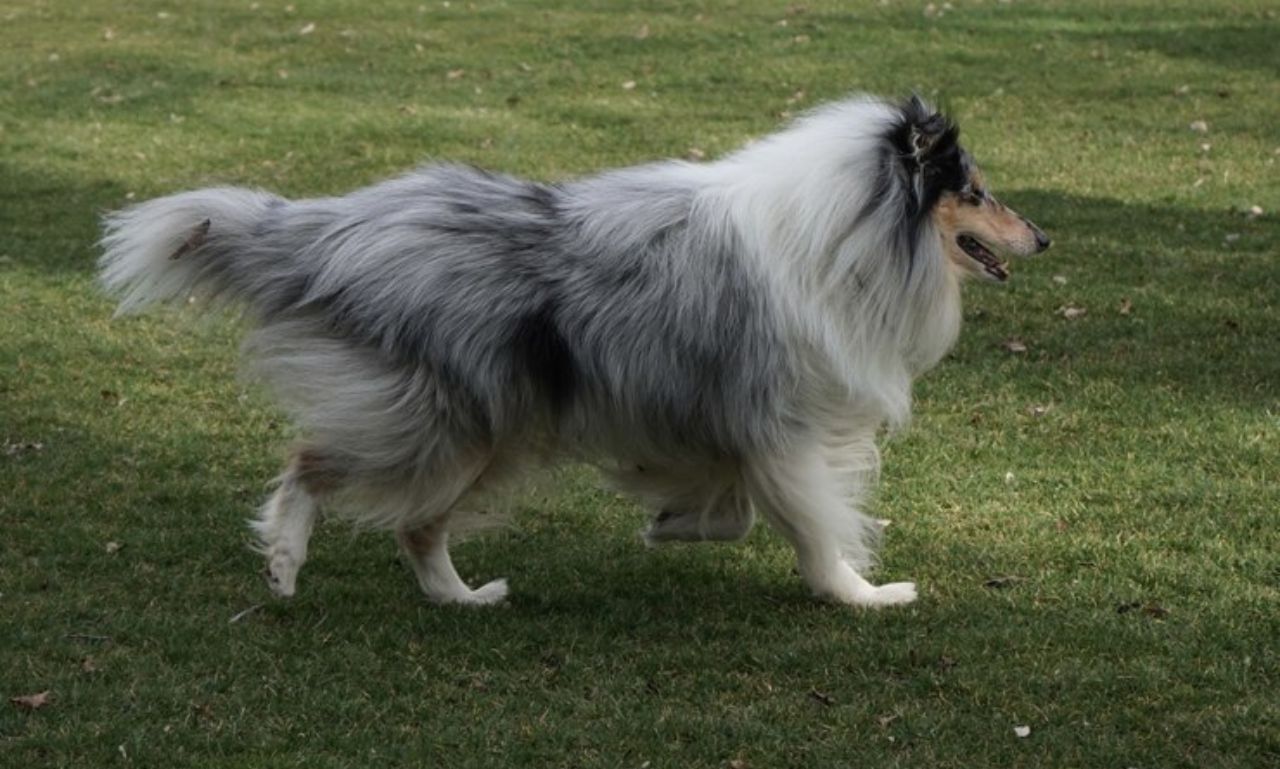 Shaggy Dog Breeds Information